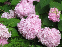 Hydrangea Penny Mac.